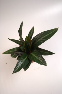 Calathea Stromante Sanguinea - comprar online