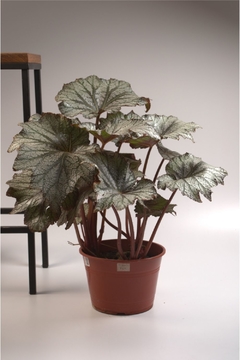 Begonia Rex - comprar online