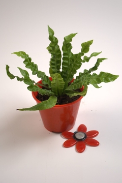 Asplenium Crispy Wave - comprar online