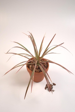 Dracena Marginata Tricolor