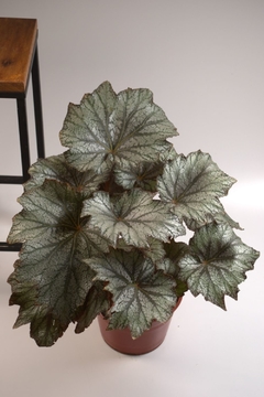 Begonia Rex en internet