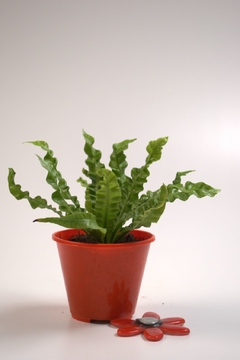 Asplenium Crispy Wave en internet