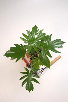 Philodendron Misionero - comprar online