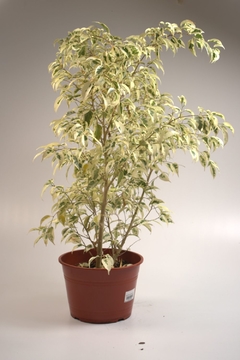 Ficus benjamina variegata - comprar online