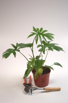 Philodendron Misionero