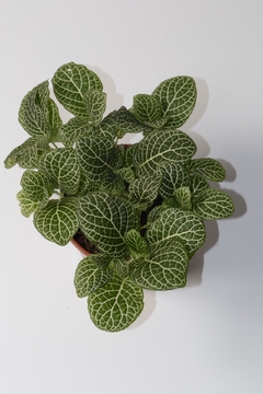 fittonia verschaffeltii - comprar online