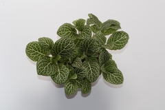 fittonia verschaffeltii