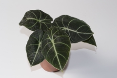 Alocasia black