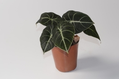 Alocasia black - comprar online