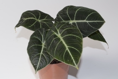 Alocasia black en internet