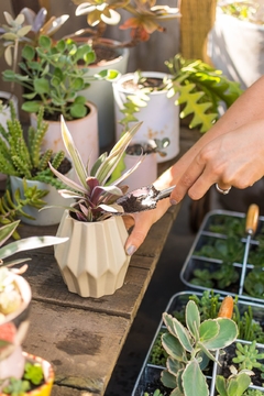 Jardinería Urbana