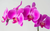 Orquídea Phalaenopsis Pink - comprar online