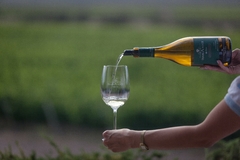 Imagen de DiamAndes Grande Reserve, Chardonnay