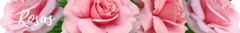 Banner da categoria Arranjo rosas 