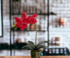 arranjo de flores orquídeas artificiais real toque na internet