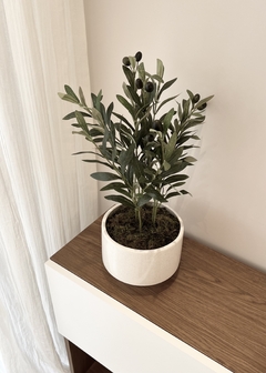 Planta Olivo - comprar online