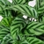 Goeppertia concinna (Maranta-Leopardo) - comprar online