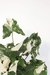 Syngonium Albo-Variegatum (Singônio Variegado) - loja online