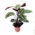 Goeppertia roseopicta 'Medallion' (Calathea Medallion) - comprar online