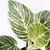 Philodendron Birkin (Filodendro Birkin) - comprar online