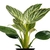 Philodendron Birkin (Filodendro Birkin) na internet