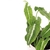 Syngonium wendlandii (Singônio Veludo) - comprar online