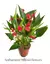 Anthurium 'Mini Million' (Antúrio Mini Vermelho) - comprar online