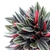 Peperomia caperata 'Rosso' - comprar online