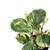 Peperomia obitusifolia 'Marble Queen' - comprar online