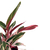 Stromanthe thalia 'Triostar' (Maranta Tricolor) - comprar online