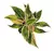 Aglaonema 'Pink Aurora' (Café-de-Salão Aurora Rara) - comprar online