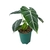 Alocasia frydek - comprar online