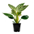 Philodendron Birkin (Filodendro Birkin)