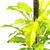 Philodendron erubescens 'Lemon Lime' - comprar online