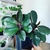 Imagem do Peperomia clusiifolia 'Rubi'