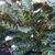 Calathea lietzei (Maranta Franjada) - comprar online