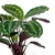 Goeppertia roseopicta 'Medallion' (Calathea Medallion) na internet