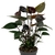 Anthurium 'Black Love' (Antúrio Negro) - comprar online