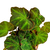 Begonia soli-mutata - comprar online