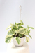 Peperomia obitusifolia 'Variegata' - loja online