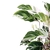 Calathea 'White Fusion' - comprar online