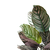 Calathea ornata 'Sanderiana' (Maranta Riscada) - comprar online