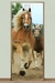 Puertas ANIMALES | 70x200 cm - DecoZone