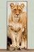 Puertas ANIMALES | 70x200 cm - comprar online