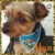 BANDANA P HELLO KITY C/20 - Fashion Dog Revenda