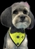 BANDANA PREMIUM DOG MACHO C/20 - loja online