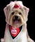 BANDANA PREMIUM AVENTURAS DO LUCKY C/20 - comprar online