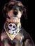 BANDANA PREMIUM BANDAS DE ROCK C/20 - Fashion Dog Revenda