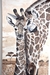 Giraffes , 54x110 cm. Acrylic - buy online