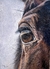 Horse eye, 30x23 cm. Oil.